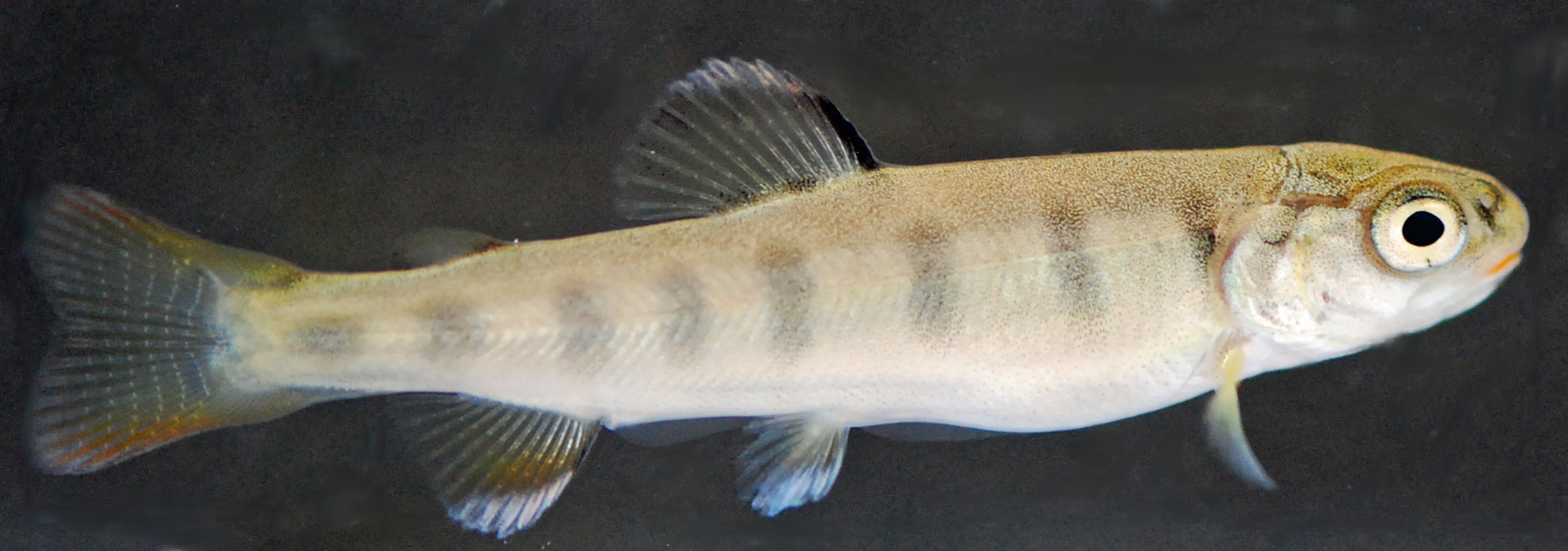 Wild Steelhead